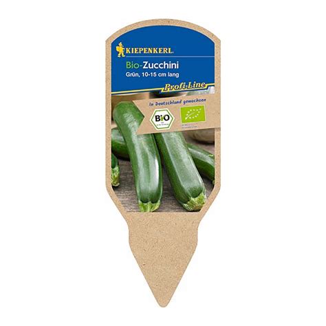 Kiepenkerl Zucchini Grün Topf Ø ca 10 5 cm kaufen bei OBI