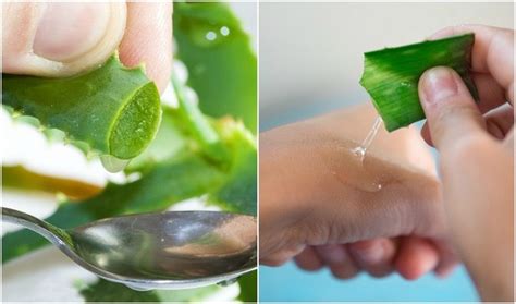 9 Reasons To Rub Aloe Vera On Your Face Skin And Hair 20 Recipes