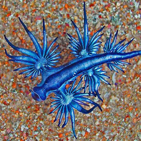 36 Best Glaucus Atlanticus Images On Pinterest Glaucus Atlanticus