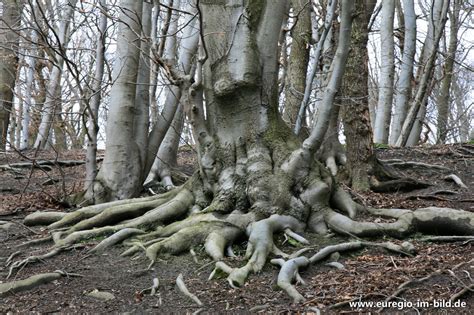 Buche Fagus im südlichen Wurmtal Euregio im Bild