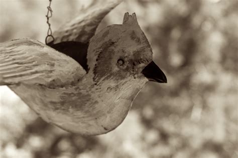 Banco de imagens natureza pássaro asa Preto e branco animais