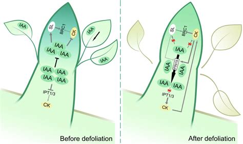 科学网—plant Physiology：初秋落叶诱导反季节开花的分子机制 郝兆东的博文