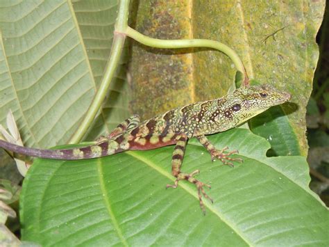 Mainland and Caribbean Anole Morphology Compared - Anole Annals