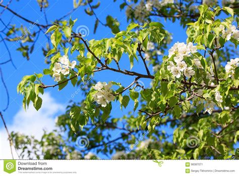 Blooming Young Pear Tree In The Spring Garden Stock Image Image Of