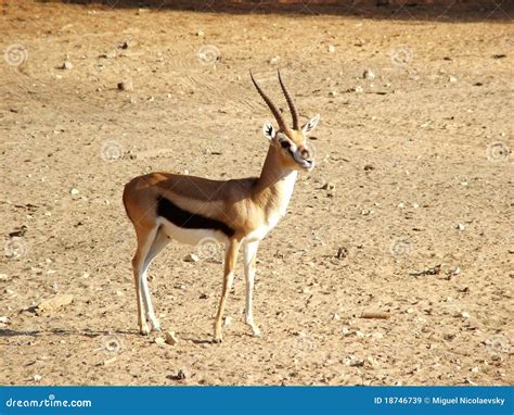 Gazelle In Israel Coast Royalty Free Stock Images Image 18746739