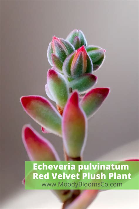 Echeveria Pulvinatum Red Velvet Plush Plant Bloom Moodybloomsca