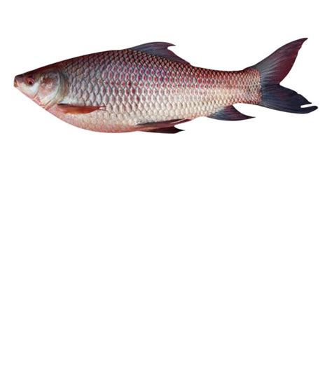 Home Delivery of Katla Fish | Order Katla Fish Online in Ahmedabad