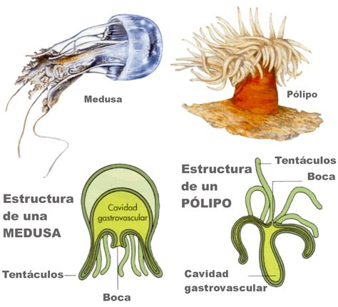 Celentéreos O Cnidarios Invertebrados7