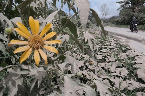 Dampak Erupsi Sinabung Antara Foto