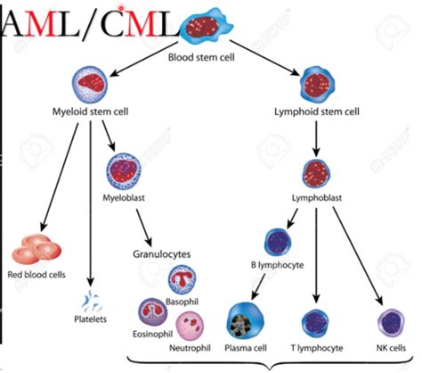 Heme Cancers Flashcards Quizlet