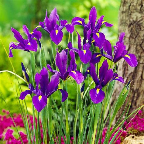 Iris Hollandica Iris Hollandais Acheter Bulbes Directement De