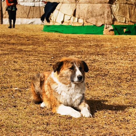 Mongolian Street Dog Facts - Wisdom Panel™ Dog Breeds