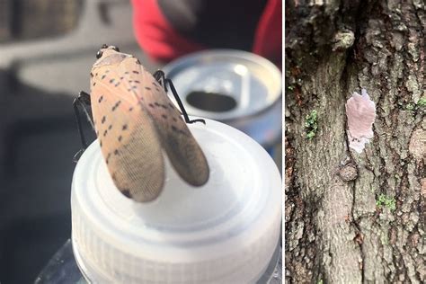 Ways To Battle The Spotted Lanternfly In Nj