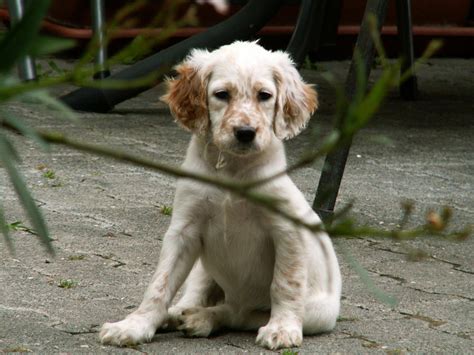 English Setter Puppy by greedy-peri on DeviantArt