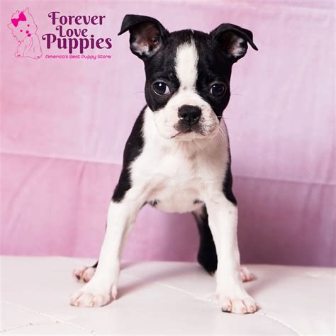 Boston Terrier Puppies for Sale | Forever Love Puppies