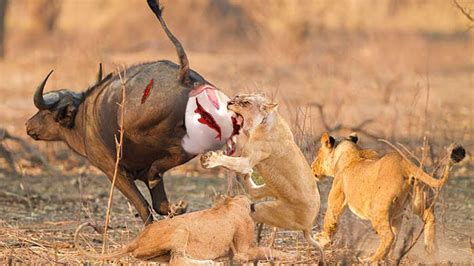 Buffalo Mother Fights With The Lions Fiercely To Protect Calf From The