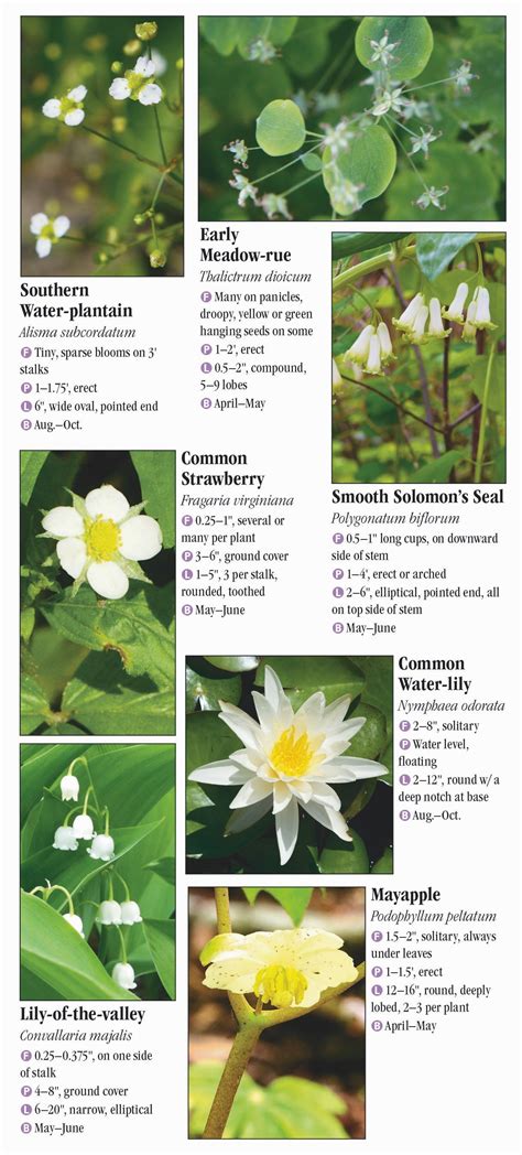 Wildflowers of New York – Quick Reference Publishing Retail