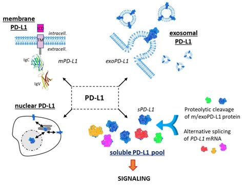 The Different Forms Of The Checkpoint Protein Pd L Membrane Form