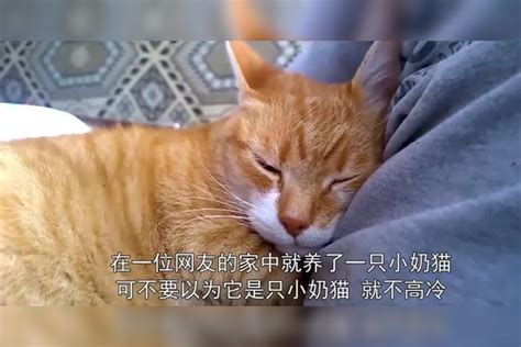 小猫站在主人面前，主人以为它想要抱抱，结果尴尬了主人结果小猫