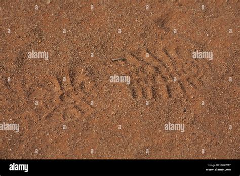 Human Man Footprint Hi Res Stock Photography And Images Alamy