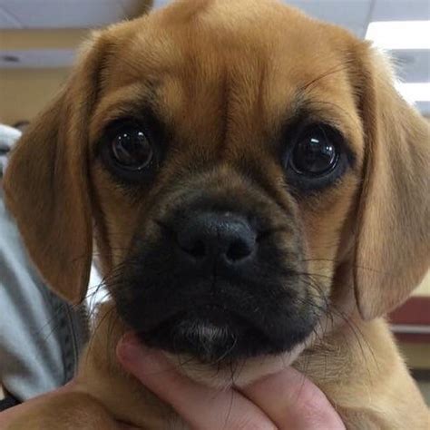 More Bailey Rpuggle