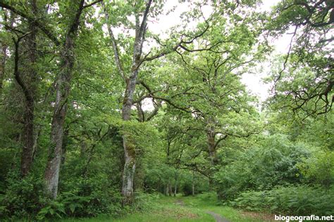 Robledales De Roble N Quercus Robur