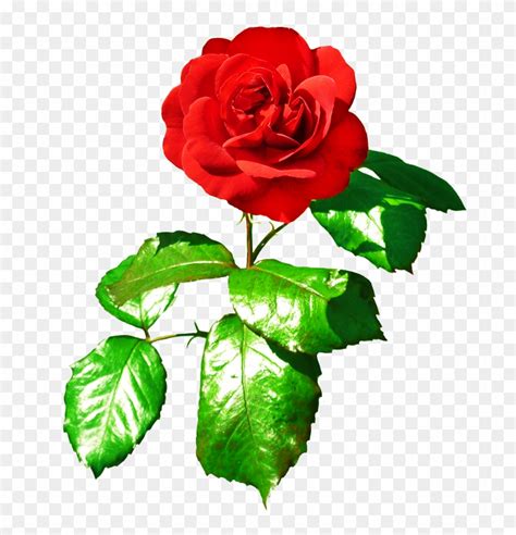 Red Rose Clipart Rose Leaf Rose Photo With Leaves Free Transparent