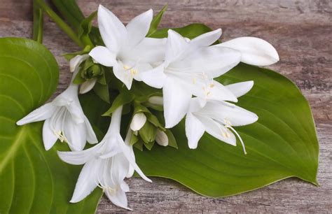 Lovely Hosta Flowers – A Delightful Summer Garden Surprise