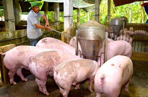 Ngày 19 5 Giá heo hơi hôm nay tiếp đà tăng mới Thời báo Tài chính