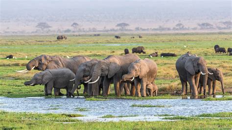 African Elephant Herd Amboseli National Park Kenya Loxodonta