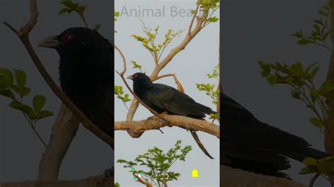 Koyal Ki Awaaz कोयल की आवाज Koel Bird Singing Koel Bird Sound