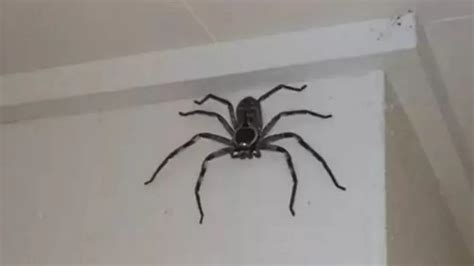 Australiano Decide Domesticar Aranha Gigante Para Ajud Lo A Se Livrar