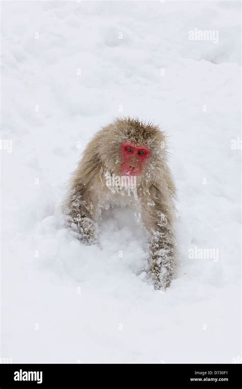 Japanese Snow Monkey on snow, Nagano, Japan Stock Photo - Alamy