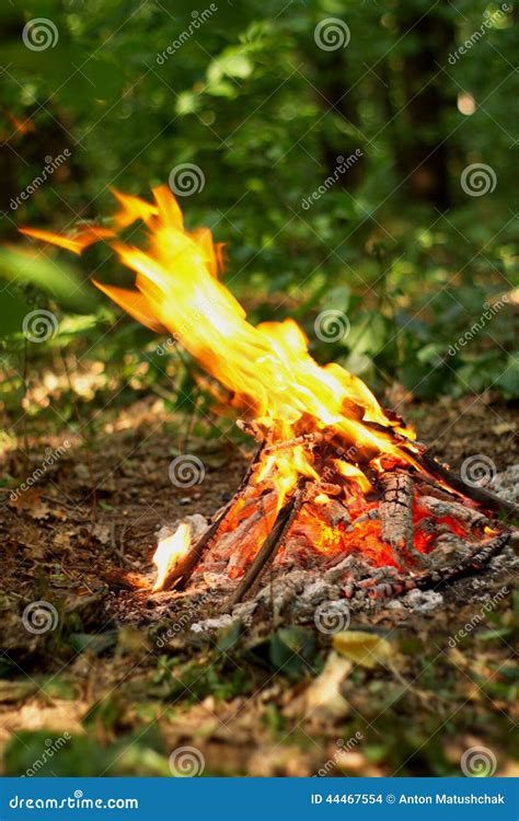 Bonfire In The Forest Stock Photo Image Of Firewood 44467554