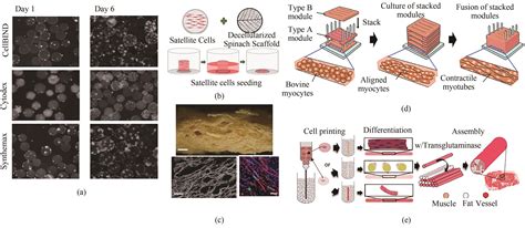 Cultured Meat From Biomaterials Challenges And Prospects