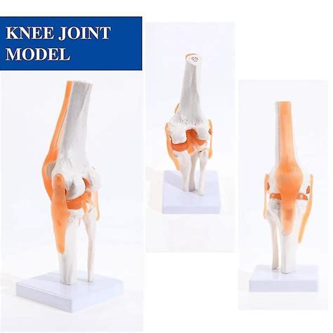 Articulation anatomique du genou avec modèle ligamentaire taille