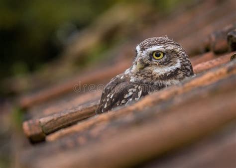 Little Owl in the wild stock image. Image of prey, woodlands - 107681367