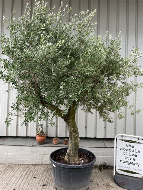 tall olive tree  branches  norfolk olive tree company