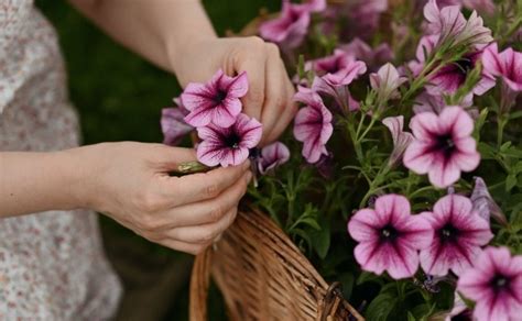 Feng Shui Plantas Que No Debes Tener En Casa Porque Dan Mala Suerte