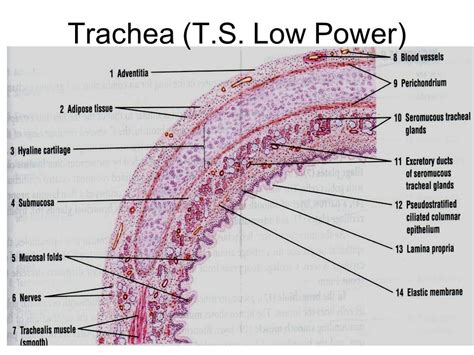 Trachea Histology Diagram Quizlet