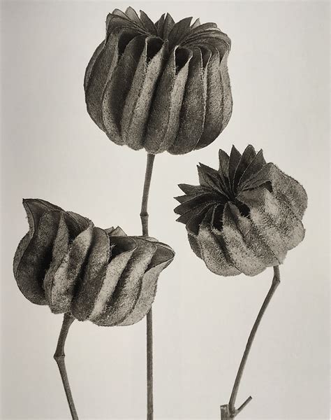 Karl Blossfeldts Anthological Exhibition I Magazine Worldwide