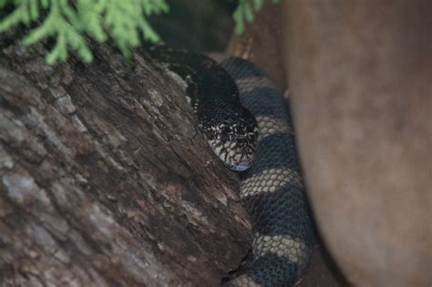 Pine Snake – Utica Zoo