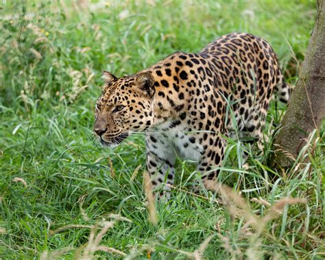 Preserving The Majestic Amur Leopard On The Brink Of Extinction