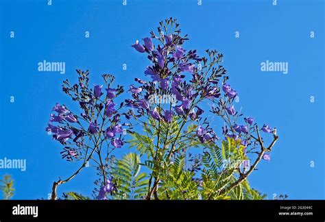 Blue jacaranda flowers (Jacaranda mimosifolia Stock Photo - Alamy