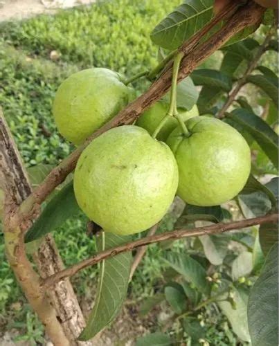 Full Sun Exposure VNR Green Guava Plant For Garden At Rs 20 Piece In