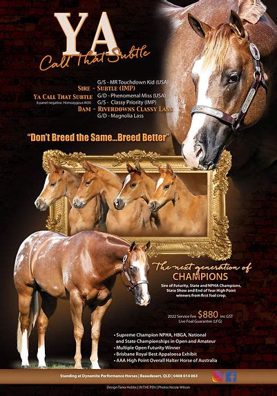 APPALOOSA STALLIONS | Mysite