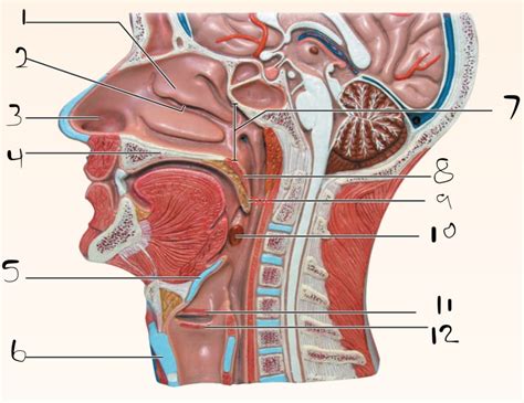 Review Sheet Upper Respiratory Structures Diagram Quizlet