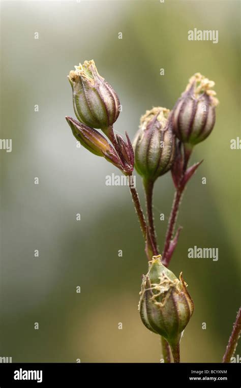 Wildflower Seed Pods High Resolution Stock Photography and Images - Alamy