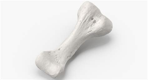 Proximal phalanx bone index 3D - TurboSquid 1563652