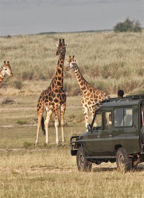 Days Masai Mara And Serengeti Fly In Safari Ongeri Expeditions